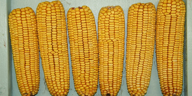 Dent Corn