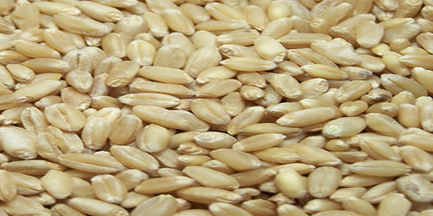 Hard White Wheat