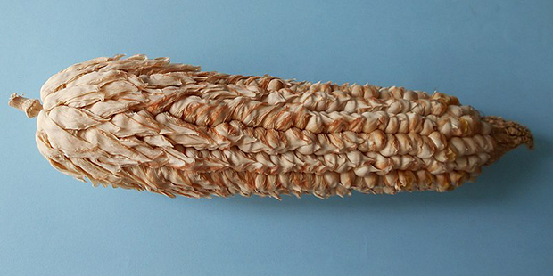 Pod Corn