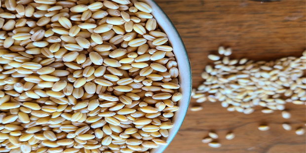 Soft White Wheat