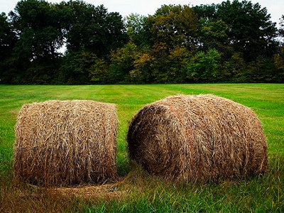 Roughages Feed