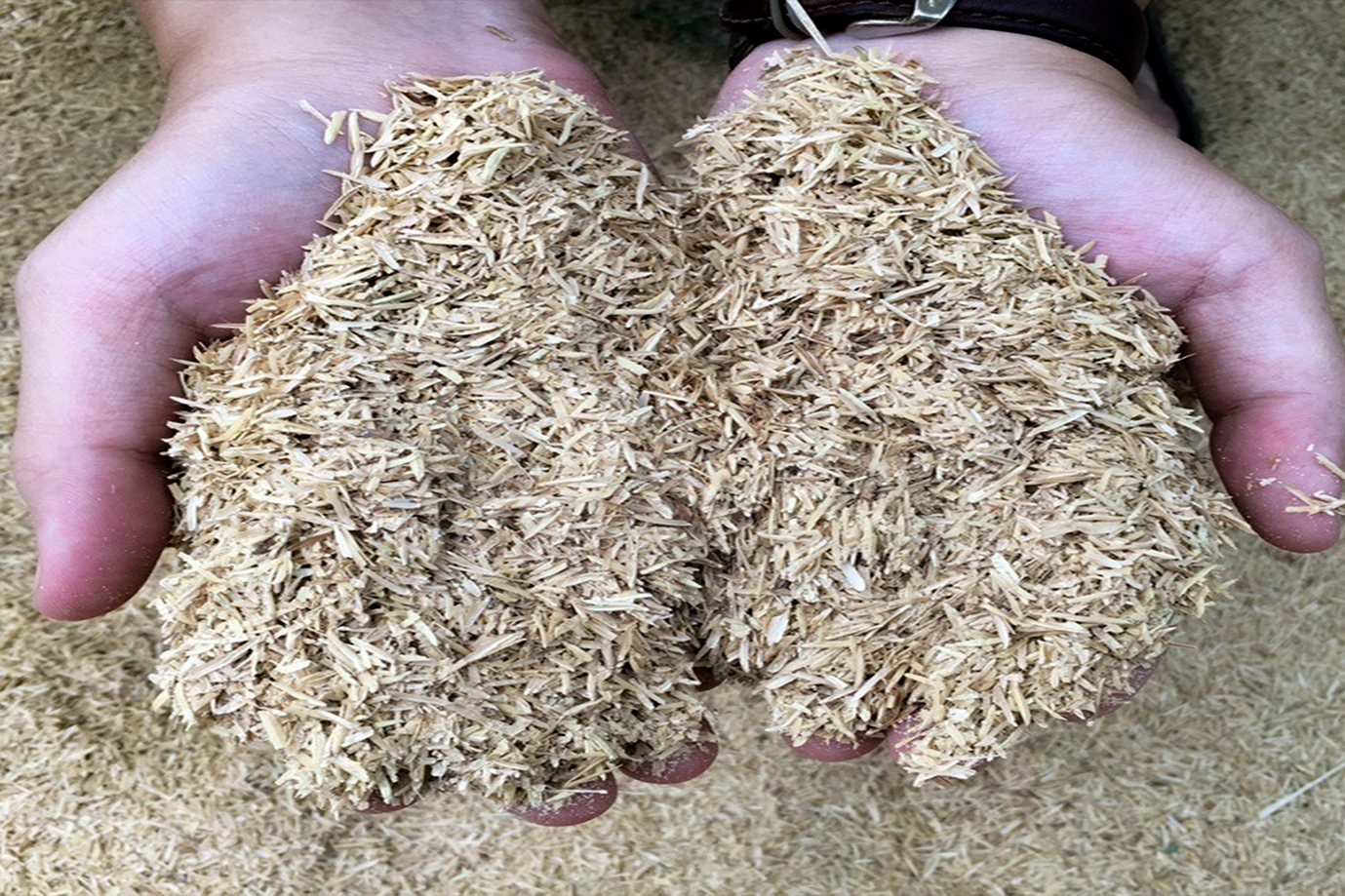 Rice Husk - Copy