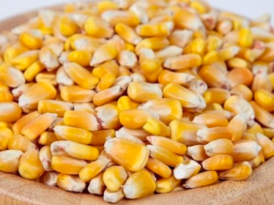 Yellow Maize